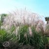 Miscanthus Ballerina